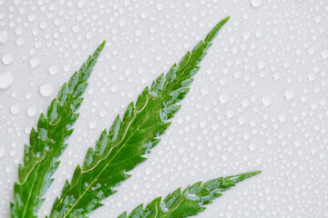 Green cannabis leaf macro on a light background with lots of water or dew drops. Top view, flat layout. The template or layout
