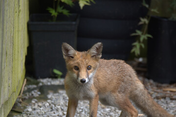 Juvenile Red fox in the garden.