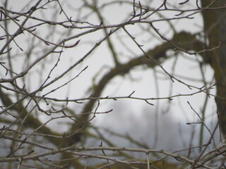 Fototapeta na wymiar branches of a tree in the dark