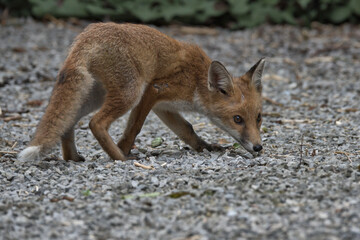 Naklejka na ściany i meble Juvenile Red fox in the garden.