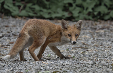 Naklejka na ściany i meble Juvenile Red fox in the garden.