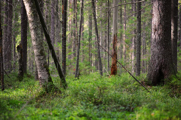 Obraz premium Forest panorama with mowed bare autumn trees. Scandinavian forest.