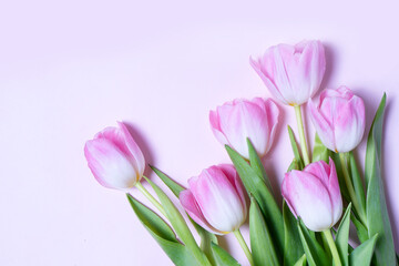 Obraz na płótnie Canvas Pink blooming tulips