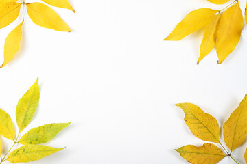 autumn yellow leaves on a white background. Flat lay frame.