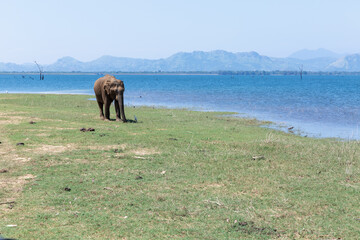 Close up of elephant in a Udawalawe National Park of Sri Lanka