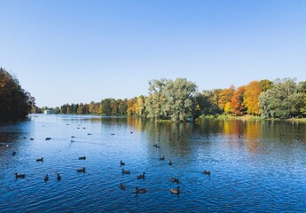 ducks on the lake, fall time trees