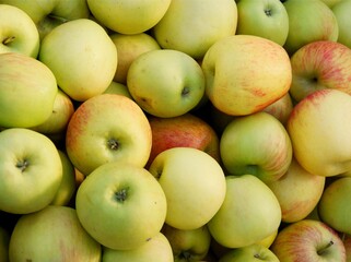 multicolor tasty apples as wholesome food