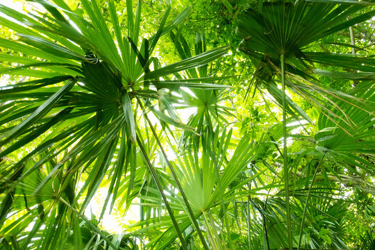 Trachycarpus Bilder Durchsuchen 1,098 Archivfotos, und