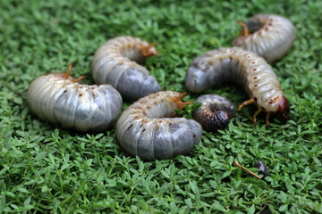 Some horn beetle larvae (Oryctes rhinoceros) on the green grass. The horn beetle larvae will later turn into cocoons and then become horn beetles, and are agricultural pests. Yogyakarta, Indonesia