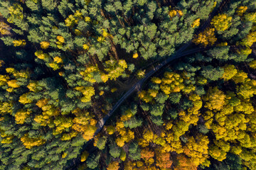 Aerial photo of colorful forest in autumn season. Yellow and green trees