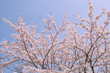 Obraz premium 桜