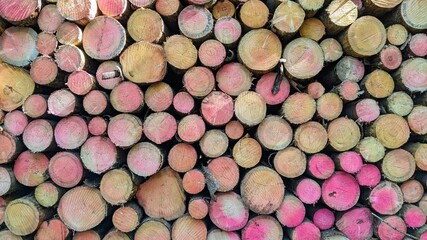 Background Texture of Round Timber Stock