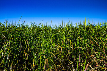 Obraz premium Long Grass