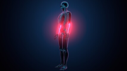 3d illustration of human skeleton anatomy ulna bone  © PIC4U