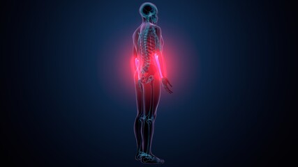 3d illustration of human skeleton anatomy ulna bone  © PIC4U