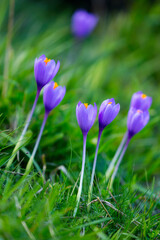 Fototapeta premium Miera Valley, Valles Pasiegos, Cantabria, Spain, Europe