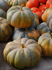 pumpkin,gourd family,vegetable,fruit,red,orange,yellow,green,tasty,sweet,wholesome,aGRICULTURE,GARDEN,COLOR IMAGE,