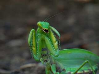 Mantis in an attacking pose in the habitat