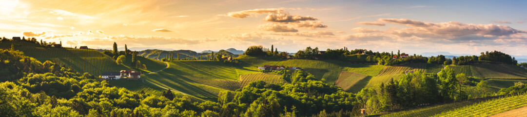 Vineyards panorama in South Styria, Summer season - obrazy, fototapety, plakaty