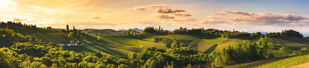 Photo sur Plexiglas Panoramique Panorama des vignobles du sud de la Styrie, saison estivale