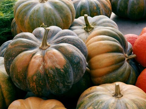 pumpkin,gourd family,vegetable,fruit,red,orange,yellow,green,tasty,sweet,wholesome,aGRICULTURE,GARDEN,COLOR IMAGE,