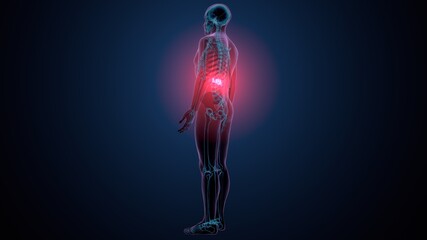 3d render of human skeleton lumber bone anatomy
