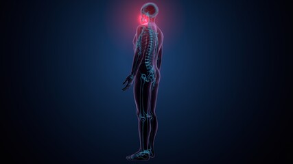 3d illustration of human skeleton skull mandible bone anatomy
