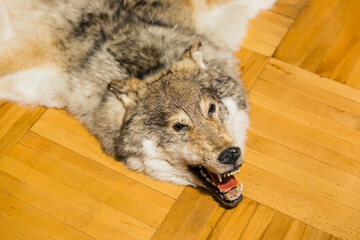 Wolf skin on parquet floor