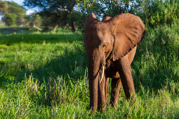 Elefant im Tarangire-Nationalpark in Tansania mit Freiraum für Textgestaltung