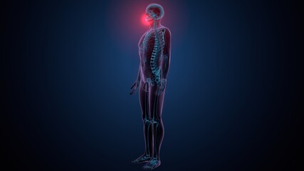 3d illustration of human skeleton skull mandible bone anatomy  © PIC4U