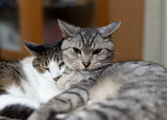 寄り添う二匹の猫　サバトラ・キジトラ猫
