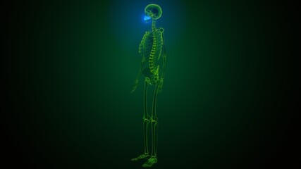 3d illustration of human skeleton skull mandible bone anatomy