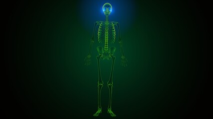 3c illustration of human skeleton skull temporal bone anatomy
