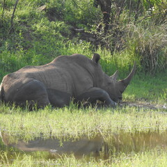 Fototapeta premium Rhino in the wild