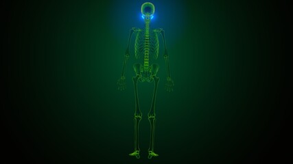 3c illustration of human skeleton skull temporal bone anatomy