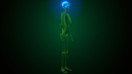 3d illustration of  human skeleton skull parietal bone anatomy