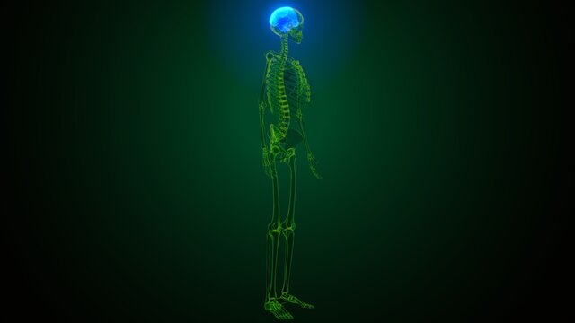 3d illustration of  human skeleton skull parietal bone anatomy
