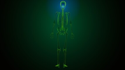3d illustration of human skeleton skull spheroid bone anatomy
