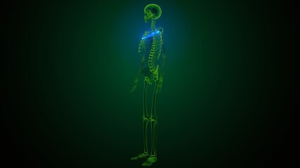 3d illustration of human skeleton anatomy rib cage 1st bone