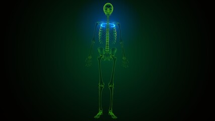 3d illustration of human skeleton anatomy rib cage 1st bone