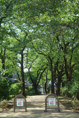 烏山川緑道（東京都世田谷区船橋）