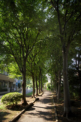 烏山川緑道（東京都世田谷区船橋）