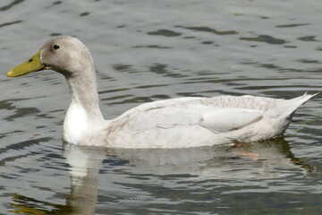 Grau-Weisse Ente auf See / Fluss / Teich