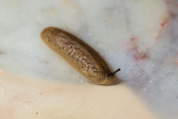 Macro closeup of a leech moving on white floor after a heavy rainfall