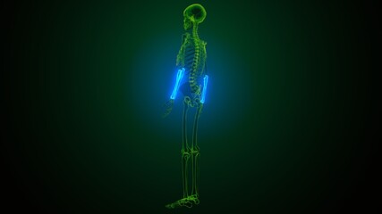 Fototapeta premium 3D Illustration of human skeleton system radius and ulna bone 