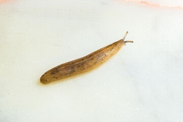 Macro closeup of a leech moving on white floor after a heavy rainfall