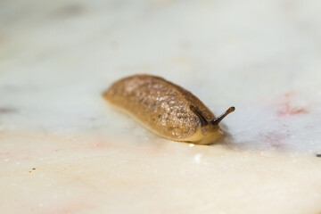 Macro closeup of a leech moving on white floor after a heavy rainfall