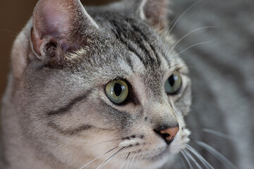 見つめる猫ちゃん　サバトラ猫