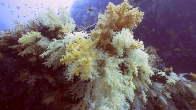 Maldivian colorful soft corals hanging from the ceiling of a cave

