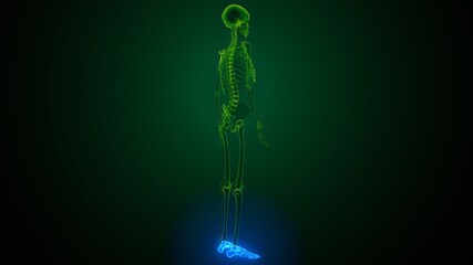 3d render of human skeleton foot bones anatomy

